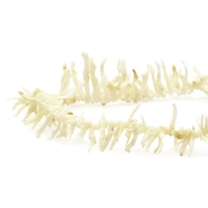 ネックレス 珊瑚 サンゴ メタル ホワイト 白  中古